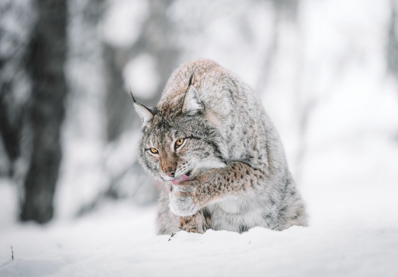 
Eurazinė lūšys (Lynx lynx)
