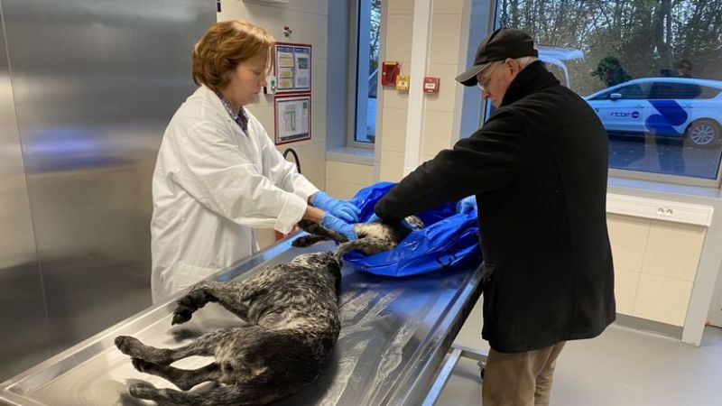 
Nugaišusių medžioklinių šunų kūnai buvo paimti tyrimams
