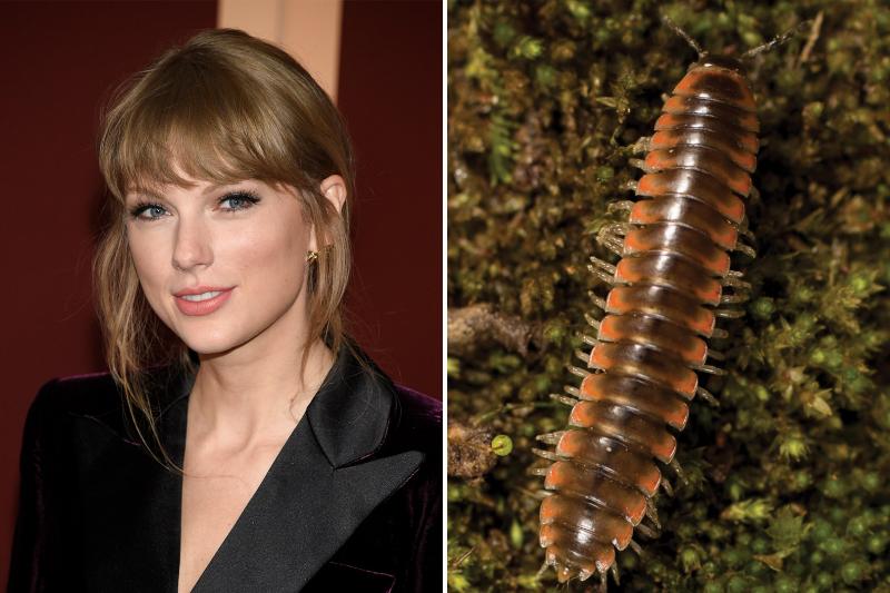 
Taylor Swift garbei naujai rasta šimtakojų rūšis buvo pavadinta Nannaria swiftae.
