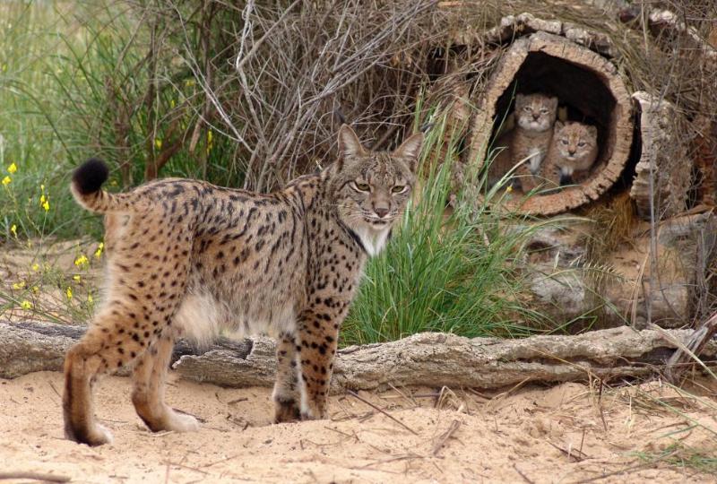 Iberijos lūšys (Lynx pardinus)