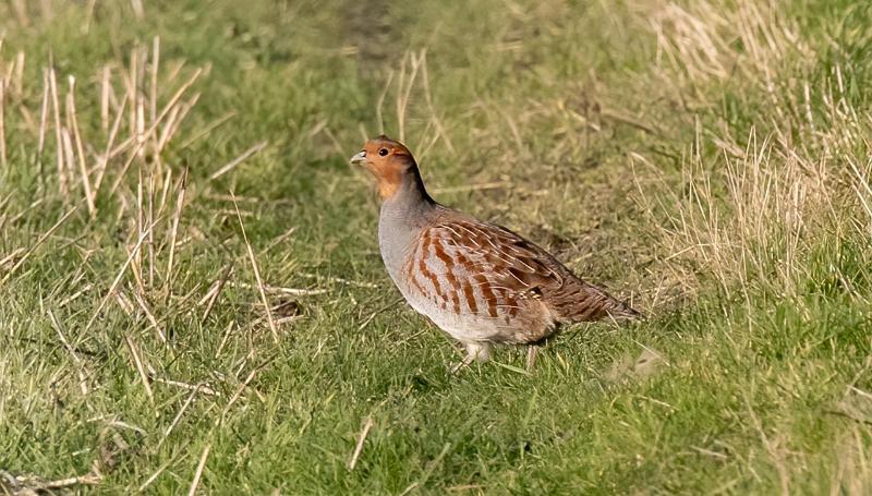 Kurapka (Perdix perdix)