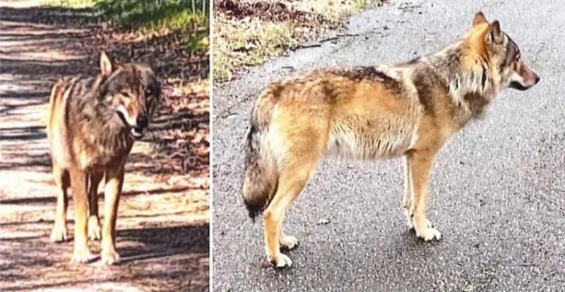 Nuotraukoje matomas Bram vardu pavadintas vienišas vilkas, kuris, kaip įtariama, yra pavojingos atakos kaltininkas.