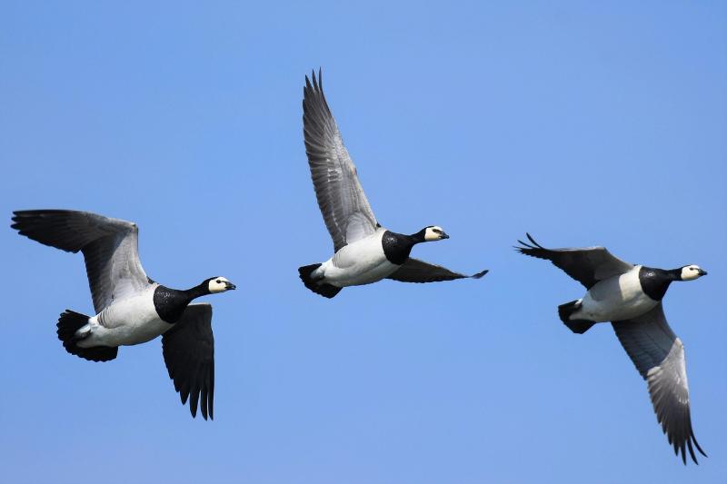 Baltaskruostė berniklė (Branta leucopsis)