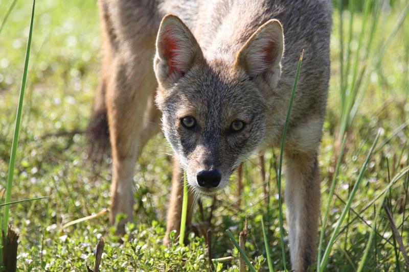 Paprastasis šakalas