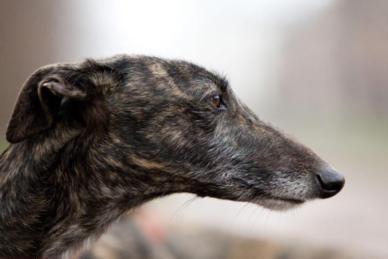 
Ispanų kurtas (Galgo Español)
