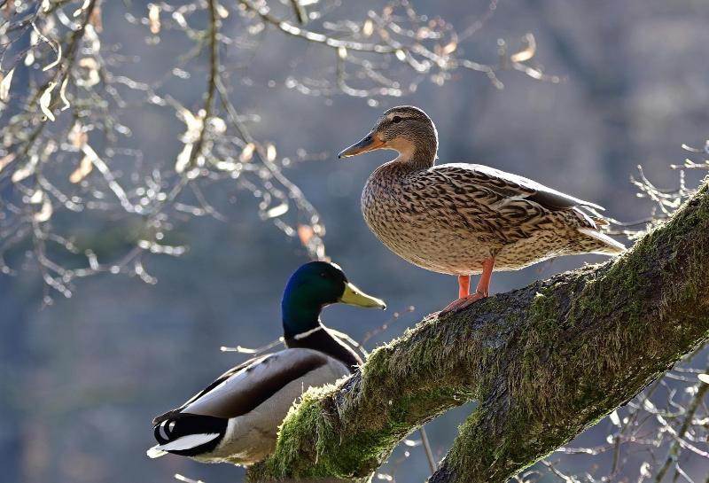 
Didžioji antis (Anas platyrhynchos) 
