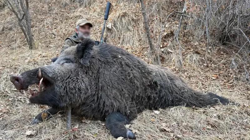 
Atilos šernas Tadžikistane 
