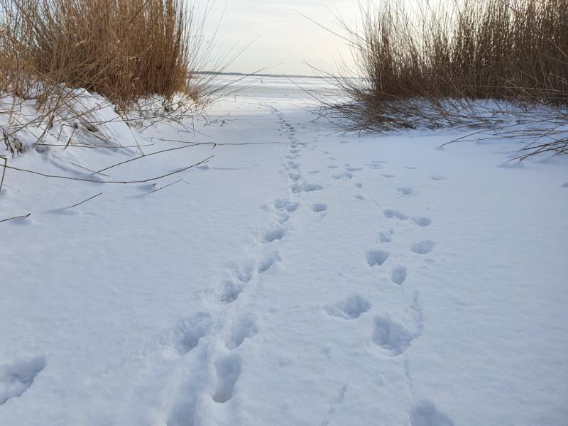 
Lapių takas į ežerą
