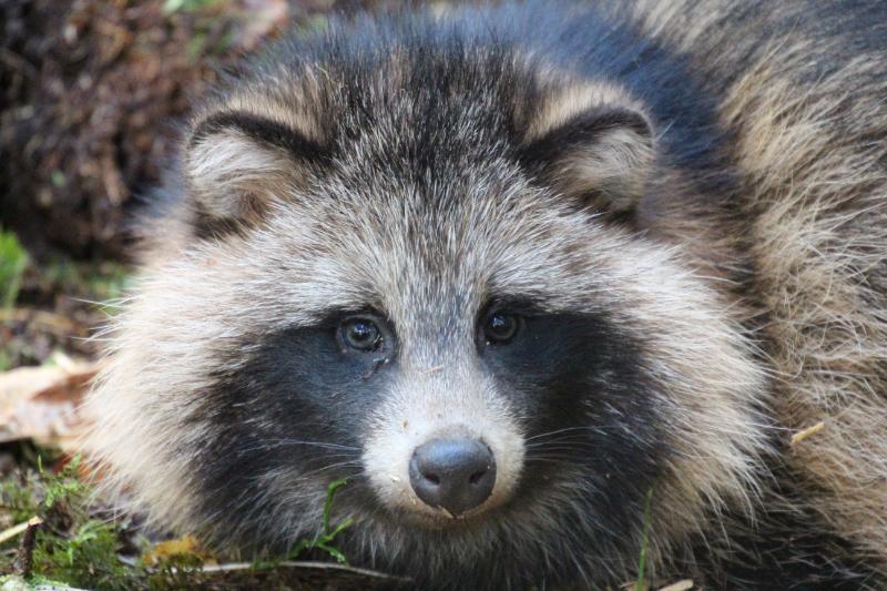 
Mangutas Nyctereutes procyonoides
