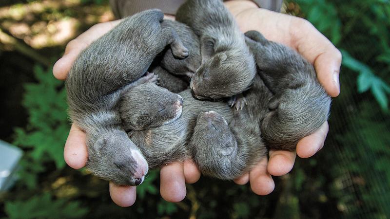 
Europinė audinė Mustela lutreola
