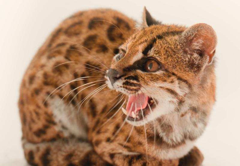 
Leopardus tilcayo, tigrinė katė.
