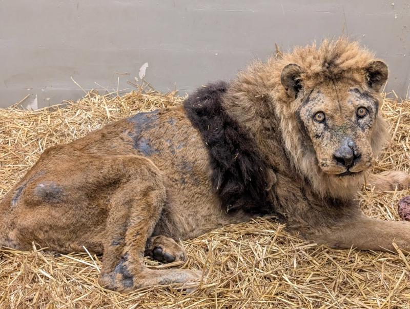 
Liūtas, paimtas iš Klaipėdos zoologijos sodo.
