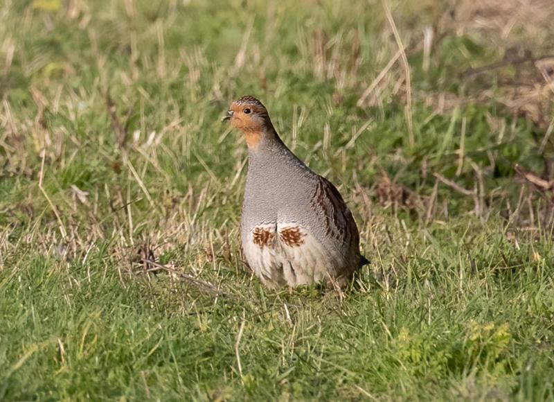 
Kurapka (Perdix perdix) 
